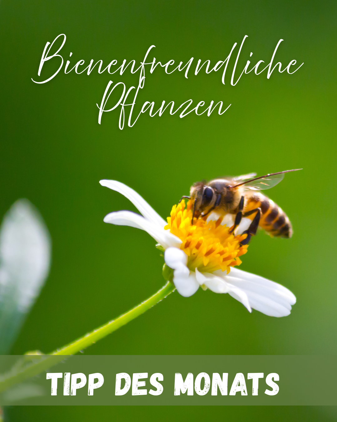 Eine Biene sammelt Nektar auf einer kleinen weiß-gelben Blume vor unscharfem grünem Hintergrund. Darüber steht der Schriftzug „Bienen freundliche Pflanzen“, unten im Bild ein Banner mit „Tipp des Monats“.